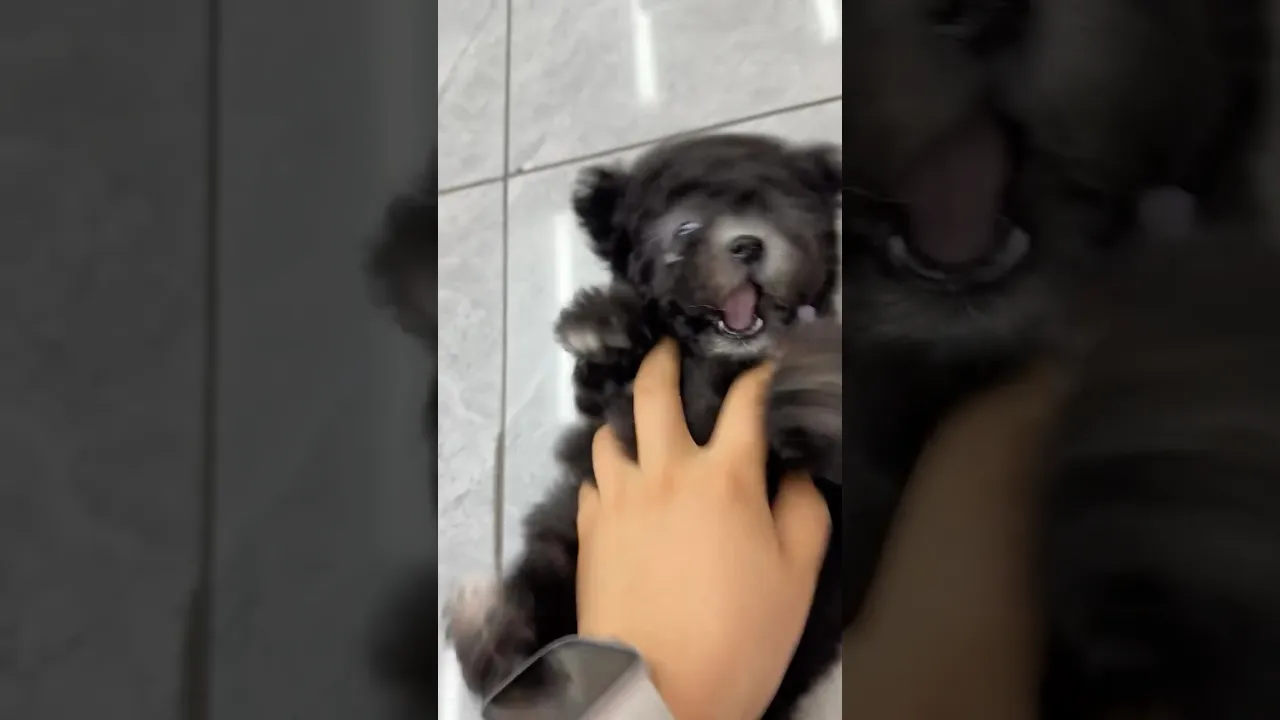 😍😍😍 #puppy #animals #animal #animalshorts #babydog #shorts #doglove #dog