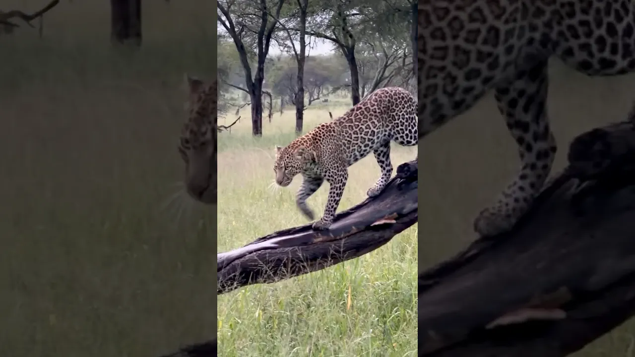 Leopard 🐆 #wildlife #viral #animals #leopard #fyp #shorts #wildanimals #animaux #safari #africa 🤎