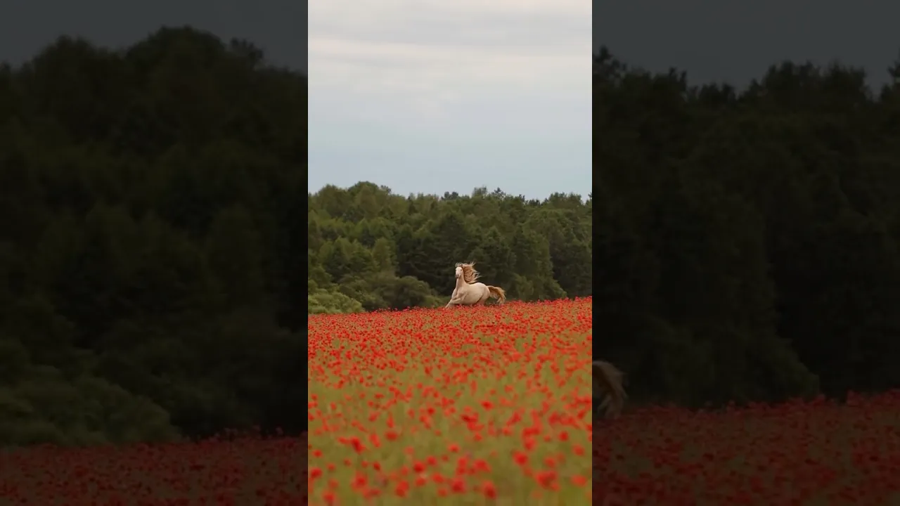 Scarlet Freedom 🌺🐎✨ #horse #freedom #flowers #viral #nature #fpy #shorts #animalfacts #animals ❤️