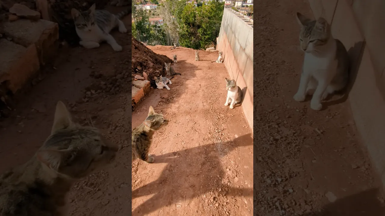 A Colony of Stray Cats Enjoying the Sunshine 🐱☀️ #viral #cat #wildlife #fyp #fypシ #fypシ゚viral 🐈🐱