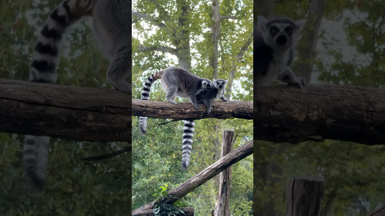 Playful Ring Tailed Lemurs Having Fun on a Tree Log 🐒🌿 #viral #wildlife #animals #fyp #fypシ 🩶