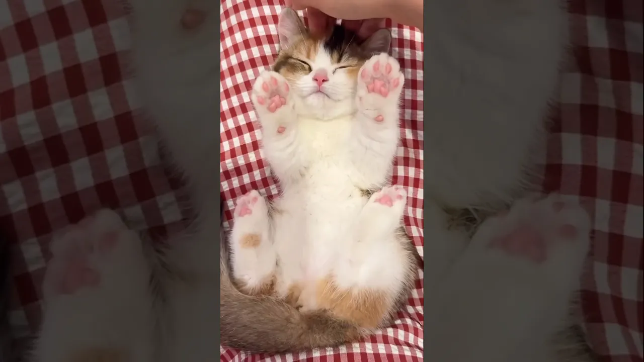 Fluffy cheeks, curious eyes This baby cat is a tiny bundle of pure adorableness! #shorts #animal 💖