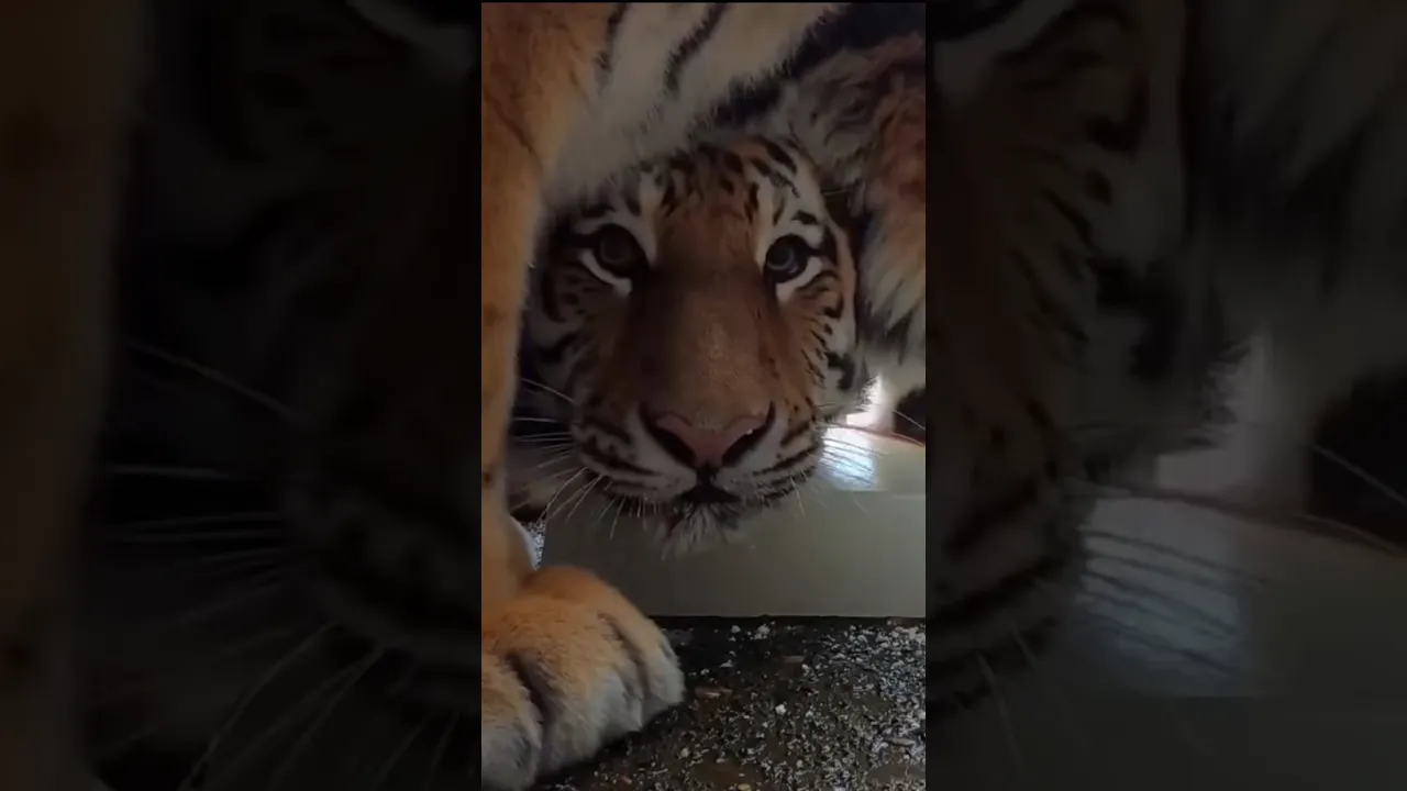 Watch these young tigers enjoying a frozen milk treat to beat the heat! 🐯🧊🥛 #viral #fyp #tiger 🤎