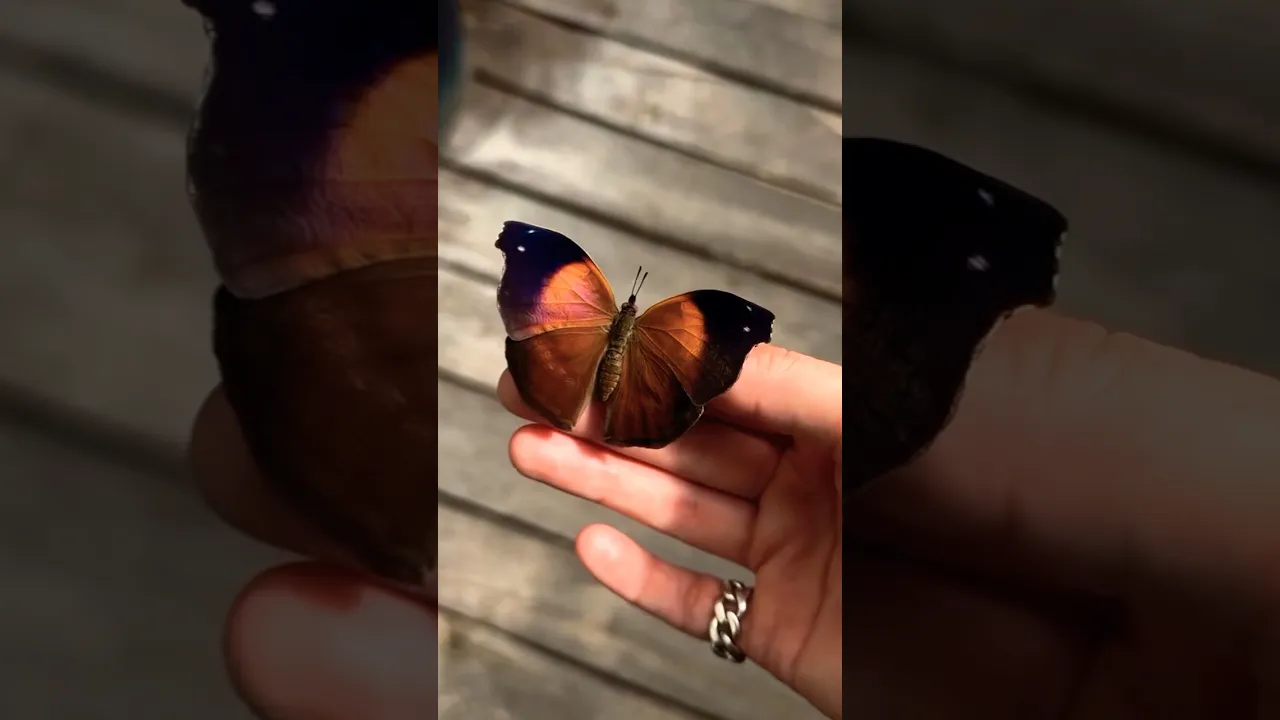 How so beautiful 😍 butterfly🦋 #shorts #butterfly #animals #trending