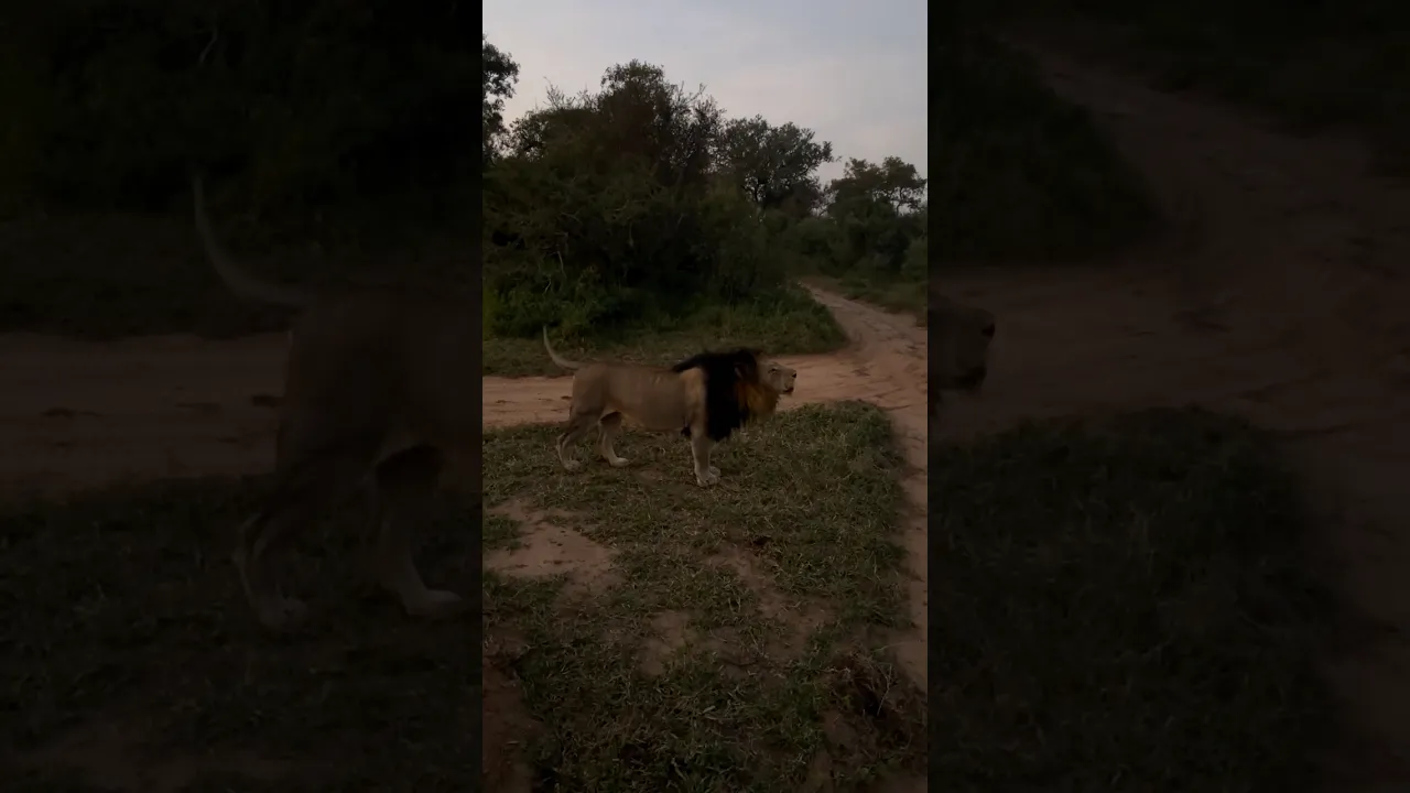 Lion Roar 🦁🔉 #lion #viral #wildlife #animals #nature #africa #fyp #foryou #shorts #reels 🦁🧡