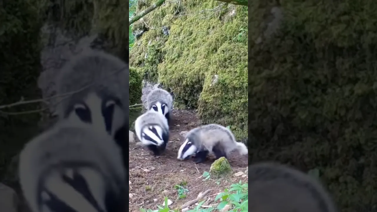 Baby Badgers Wrestlin ! 🦡💥 #viral #badger #fyp #funny #fypシ #fypシ゚viral #fpy # #animals #wildlife