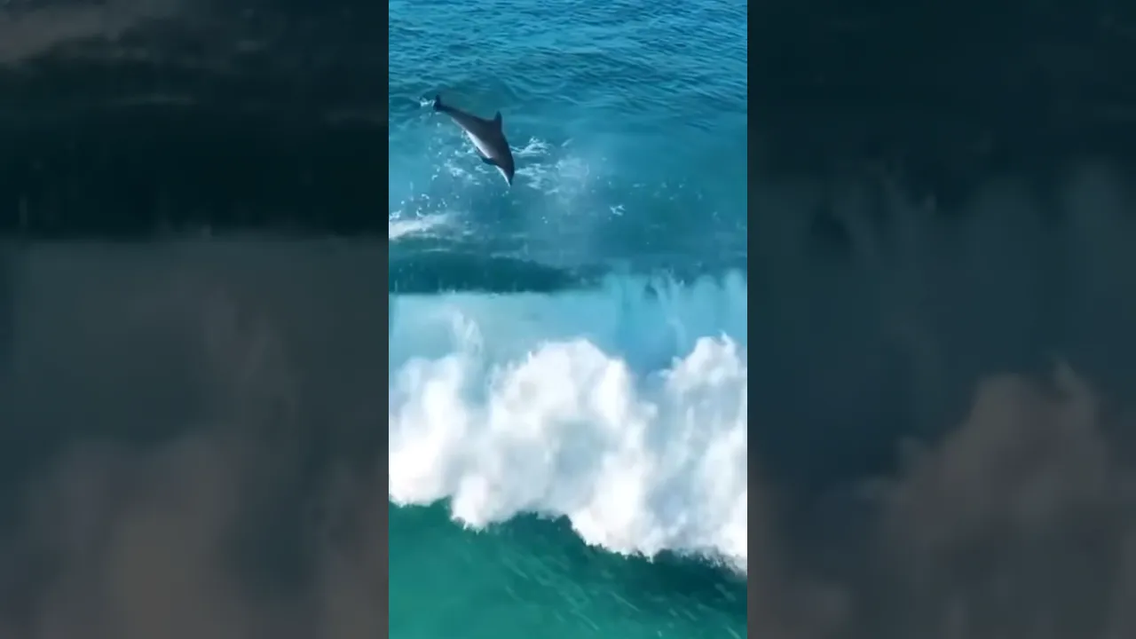 Dolphins share the ultimate party wave 🐬💙 #dolphin #surfing #shorts #australia #nature #natgeo