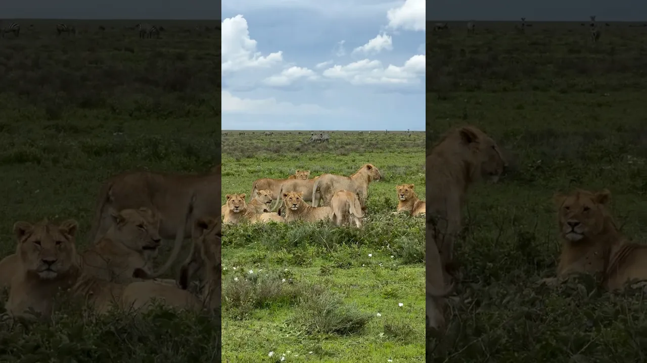 Lions 🦁 #lion #animals #animauxsauvages #viral #shorts #fyp #nature #trending #tendance #birds 🦁