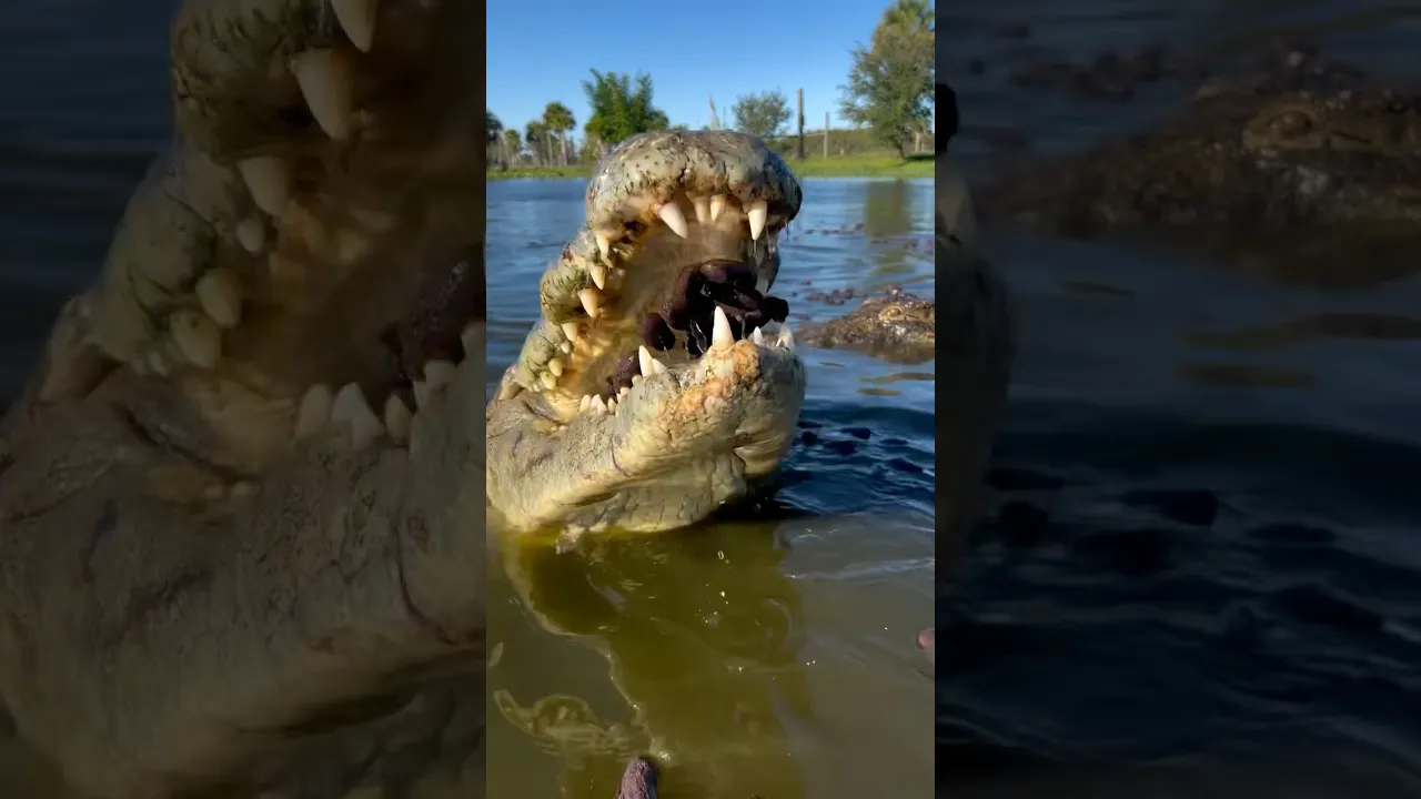 🐊🤍 #animaux #animallife #animauxsauvages #shorts #viral #fyp #crocodile #fpy #trending