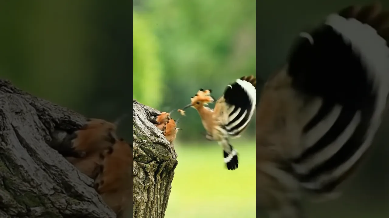 The Beautiful Moment a Hoopoe Feeds Its Babies 🥹🐦❤️ #viral #birds #fyp #fypシ #fypシ゚viral #nature