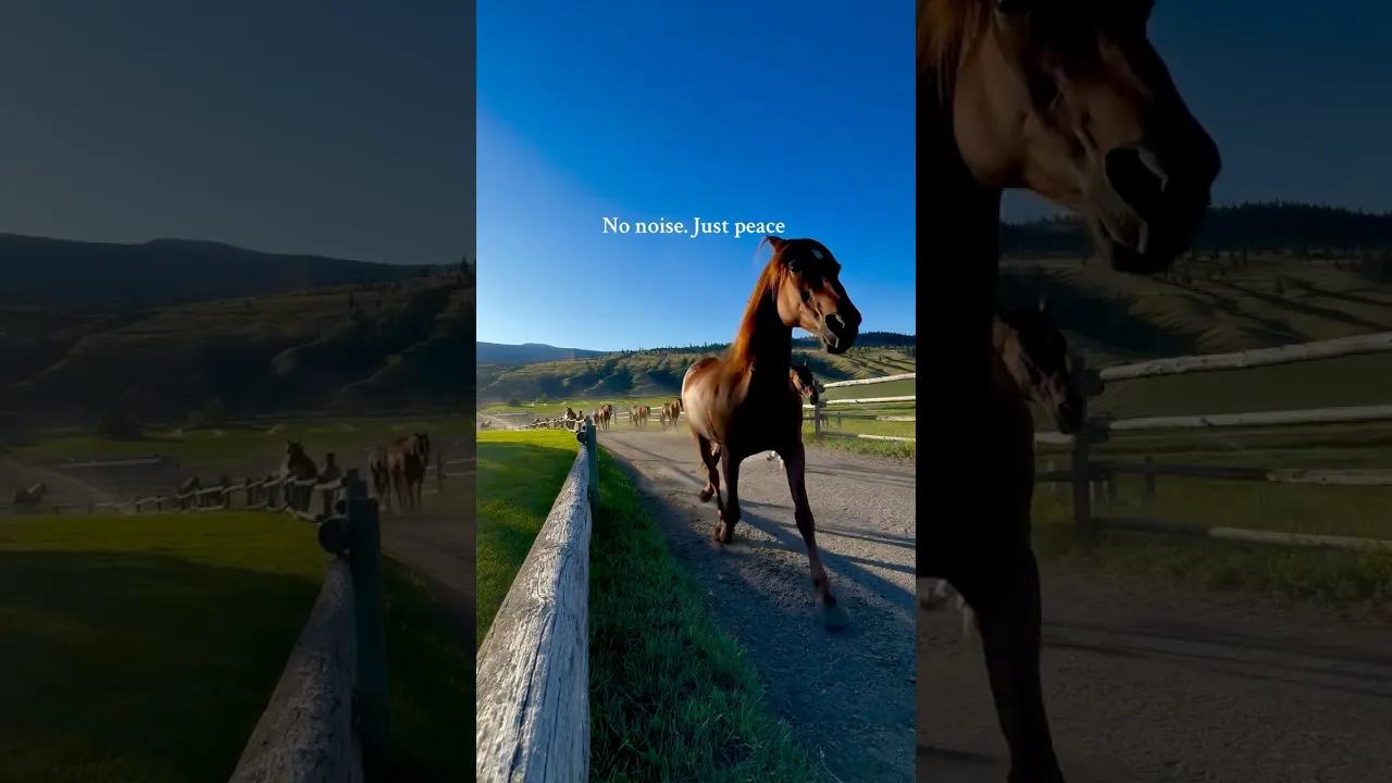 Find your peace and keep it #peace #happiness #horse #animaux #nature #viral #shorts #fyp #fpy 🐴🤎