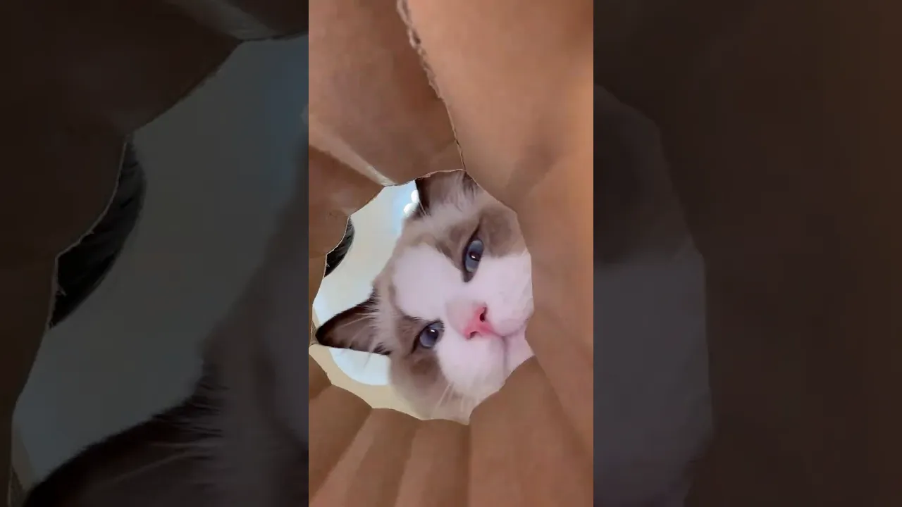 What’s Inside the Box？ These Tiny Kittens Will Melt Your Heart! 😻📦 #viral #cat #shorts #reels #fyp