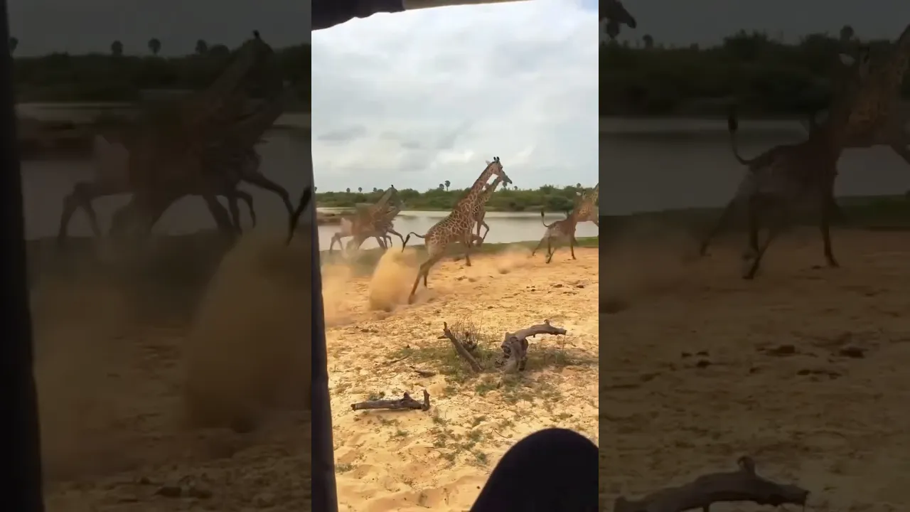 🦒✨ #safari #giraffe #africansafari #viral #wildlife #animals #nature #savannah #fyp #shorts 🧡🤎