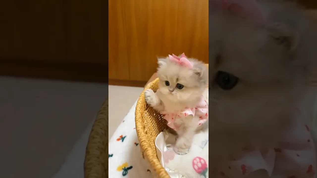 #cat #catlovers #catlife #kitten #shorts #explore #fyp #fps #fypシ゚viral #baby ❤️❤️❤️