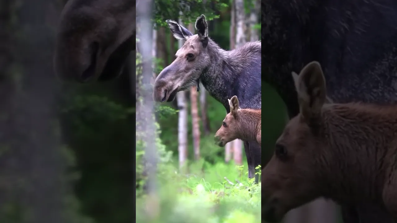 Moose safari 💕 #moosetape #moose #safari #shorts #short #wildlife #nationalgeographic
