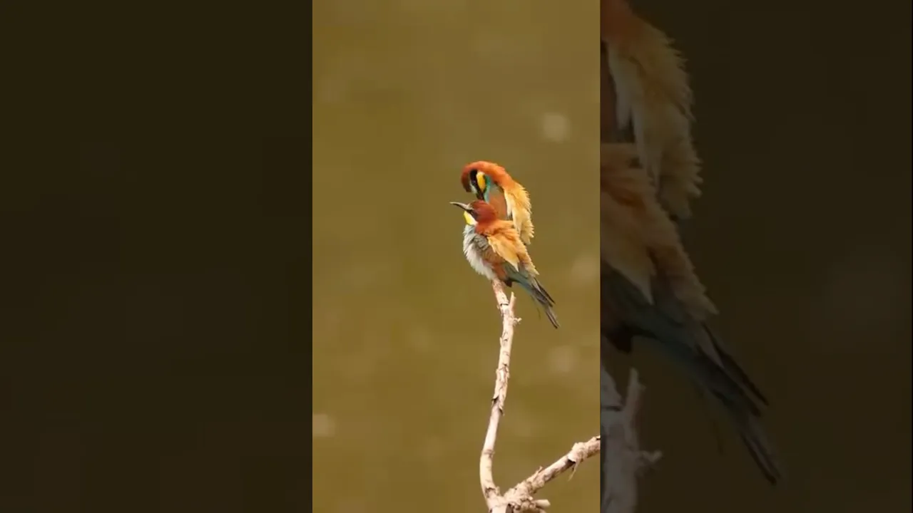 le Guêpier d’Europe 🌈 #guepier #bee #beeeater #arcenciel #rainbow #birds #shorts #animals