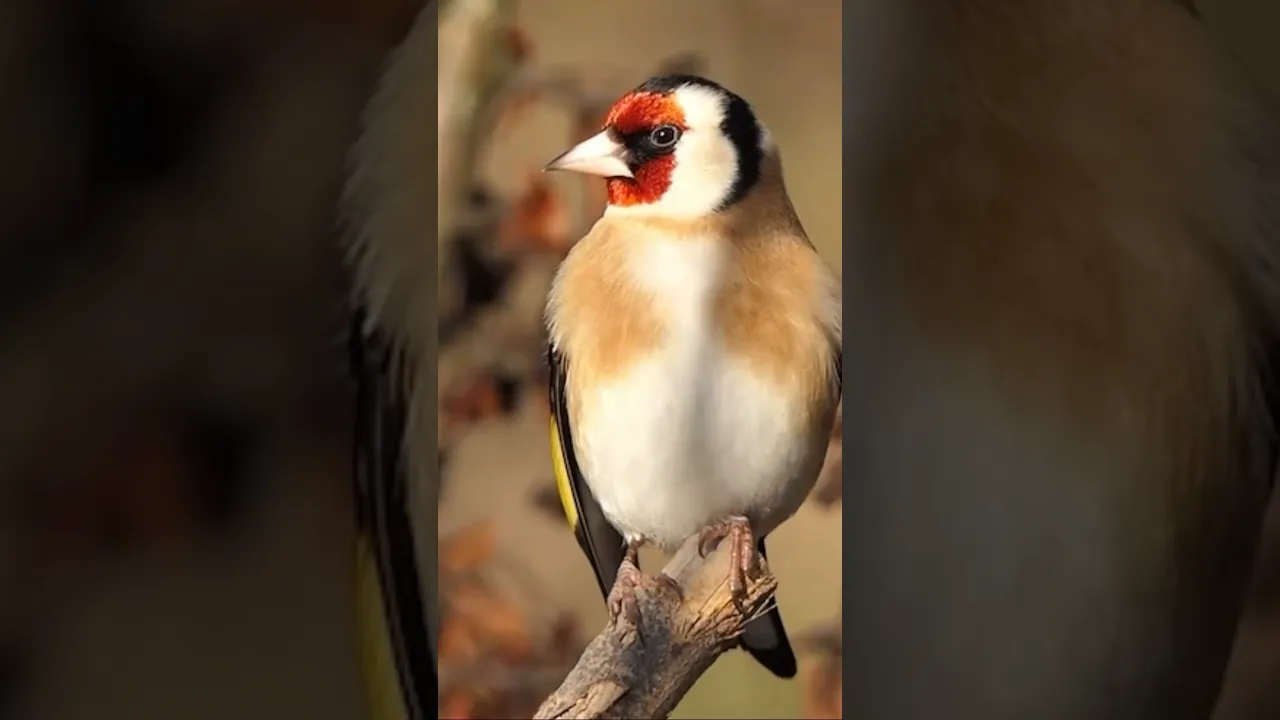 ✨ Chardonneret élégant ✨ ❤️🤍🖤🤎💛 #naturelover #birds #shorts #reels #oiseaux #animaux #nature