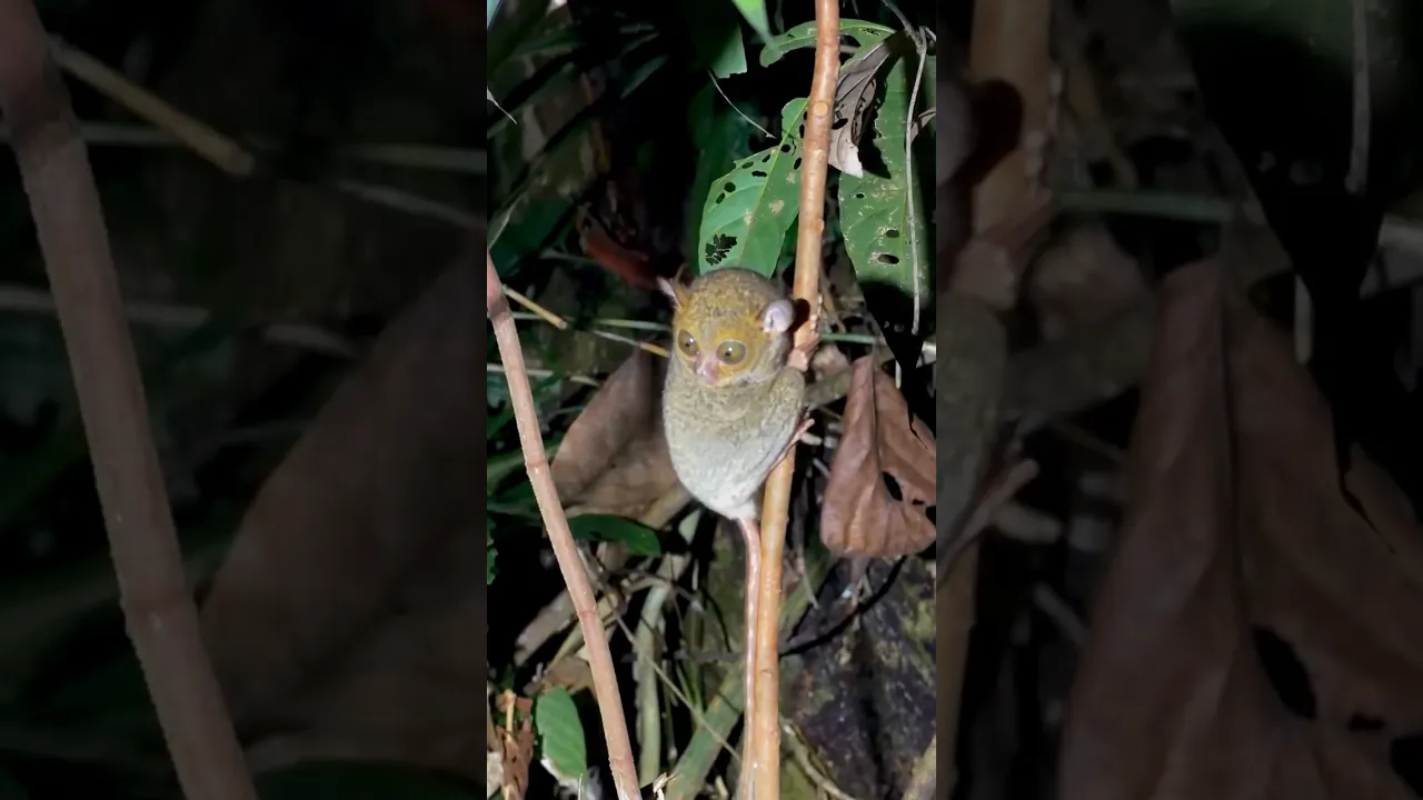 Tiny Tarsier with Giant Eyes 👀🌿 #viral #wildlife #cute #reels #nature #fyp #shorts #foryou 💛