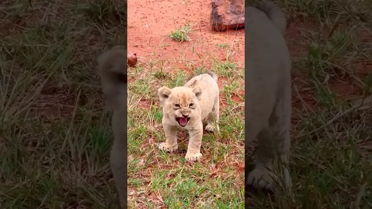 🦁 This Little Lion Thought He Was King… Until Mom Stepped In! 😂 #viral #lion #animals #wildlife