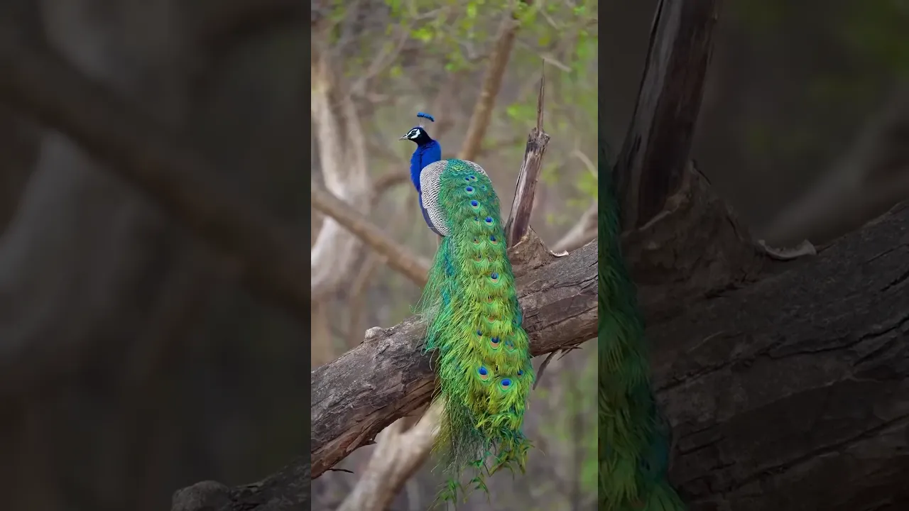 The Majestic Peacock’s Stunning Tail Display 🦚✨ #viral #peacock #fyp #animals #wildlife #foryou 🦚