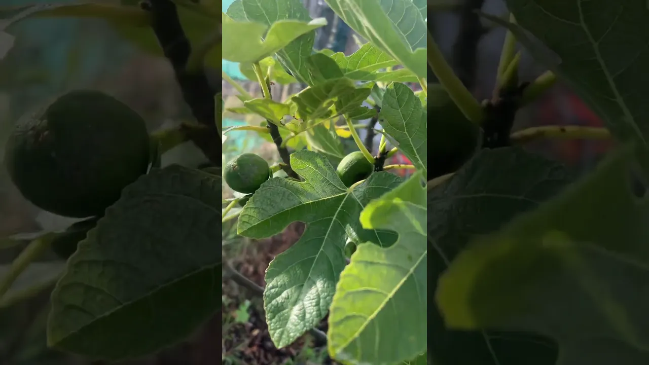 #kurdish #hawramanmusic #kurdishculture #fig #gorani #هەورامان #اربیل #ایلام #kurdistan #هورامان