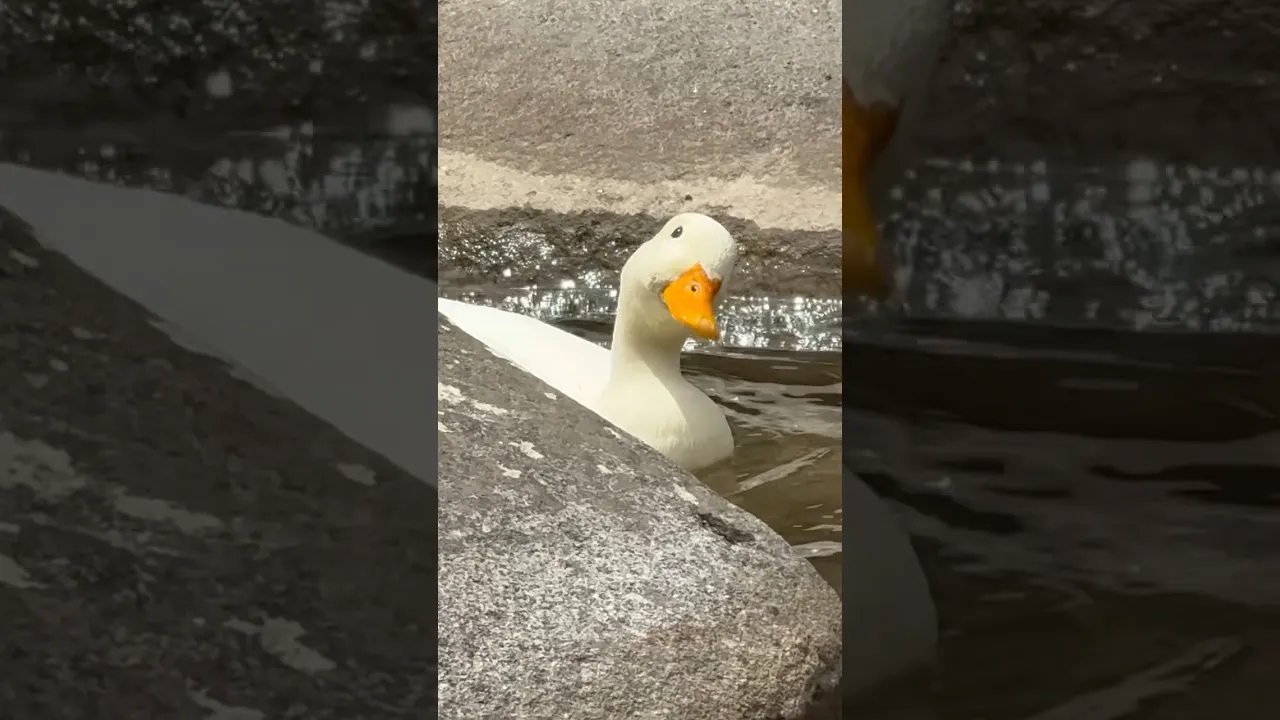 Morning walk 🐤💙✨ #callducks #duck #ducky #birds #cute #ducklingadventures #shorts #iphone