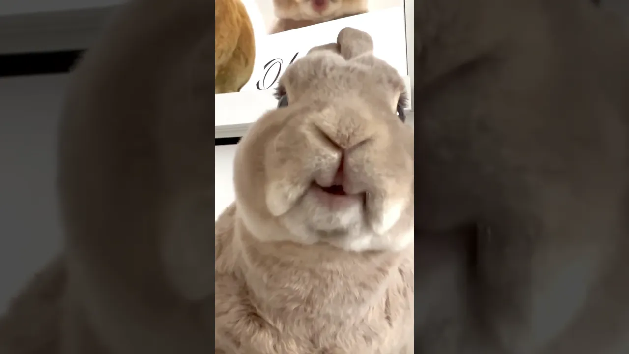 🐰🍌 #shorts #rabbit #asmr #animals #animaux #bunny