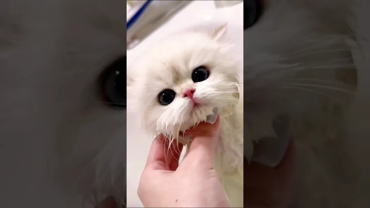 Why he is so cute. 😍 he just like a toy friendly in my hands 🥰. And hes has a cute face #animals