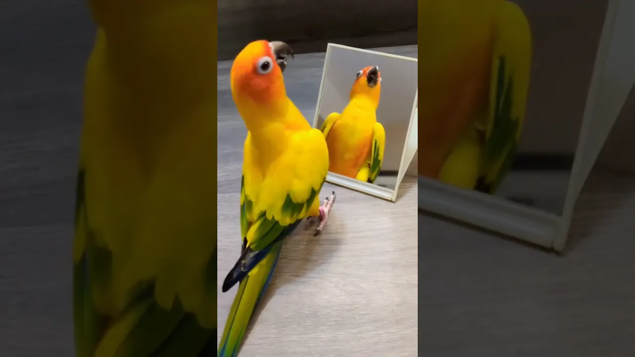 🌞🦜🧡 #animaux #oiseaux #shorts #conureparrot #nature #birds #parrot #morning