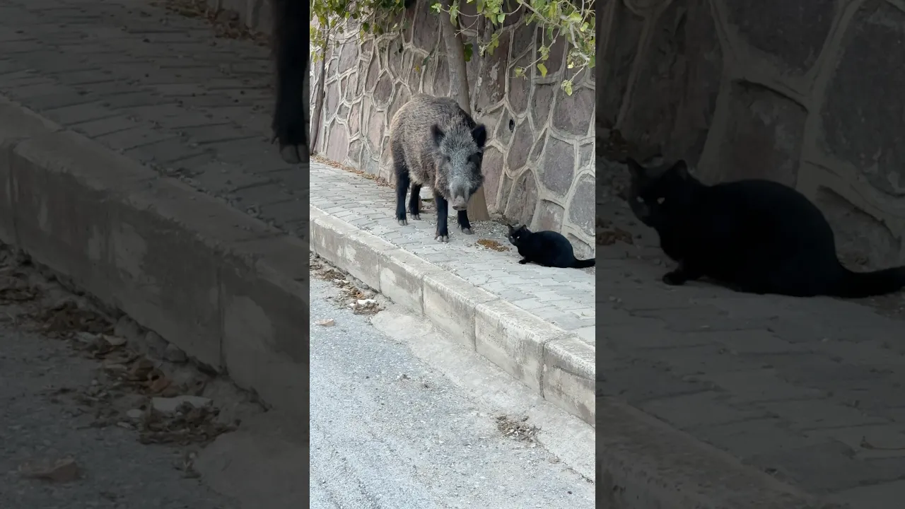 A Wild Boar and a Black Cat Share a Peaceful City Moment 🐗🐈‍⬛ #viral #shorts #fyp #fpy #reels 🖤