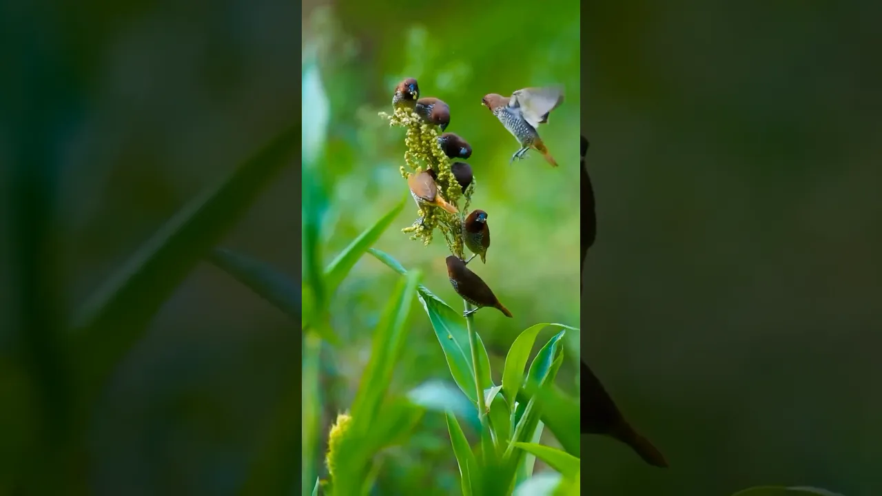 😍 Nature’s Cutest Gathering Ever! 🐦✨ #viral #animals #birds #oiseaux #fyp #capucindamier #foryou