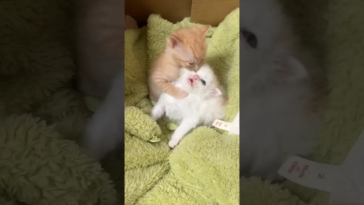 🧡🤍 #cat #kitten #shorts #funny #catvideos #catlovers #explore #trending #animals