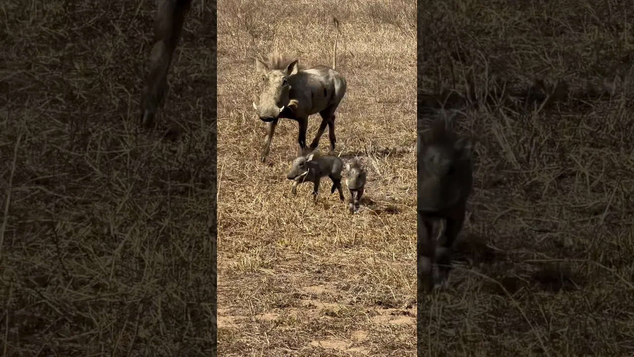 Warthogs 🐗🤎. #viral #animals #wildlife #nature #fyp #shorts #animalfacts #animauxsauvages 🐗🤎
