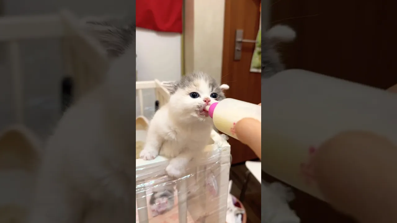 Nom nom 🤤 #cat #babycat #shorts #animals #trending #trendingshorts #milk #cute #animal #catlovers