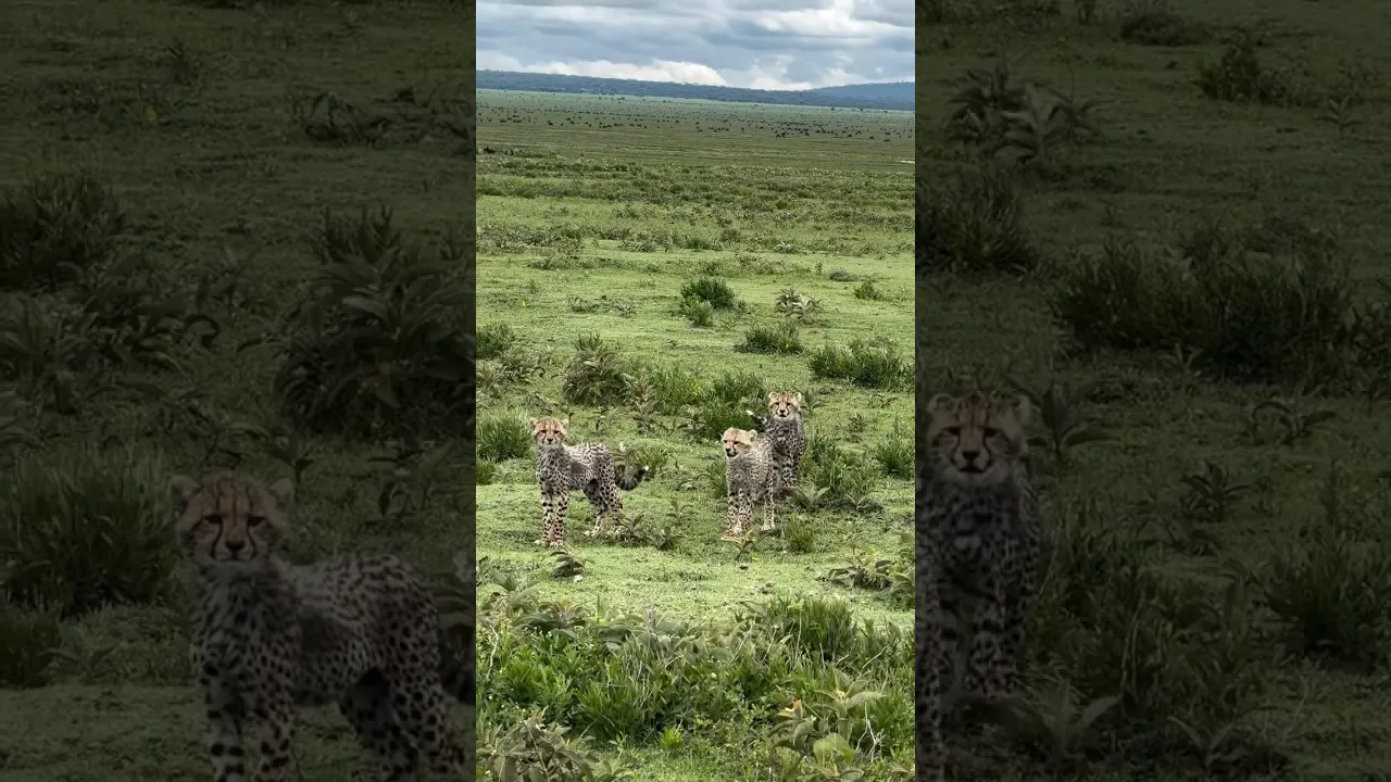 Cheetah Cubs #animaux #cheetah #viral #fyp #nature #animals #wildlife #animauxsauvages #jungle 💚