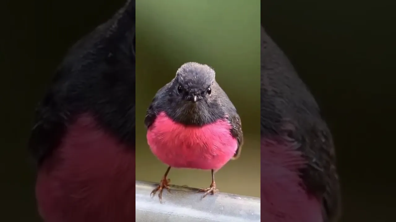Australian Pink Robin 💓 #bird brilliance #birds #pinkrobin #shorts #short #birdslover #birdsounds