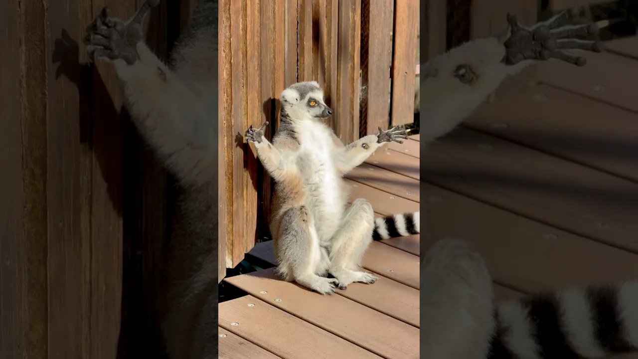 The Most Relaxed Lemur You’ll Ever See! 😎🐒 #viral #wildlife #animals #fyp #foryou #shorts #lemur