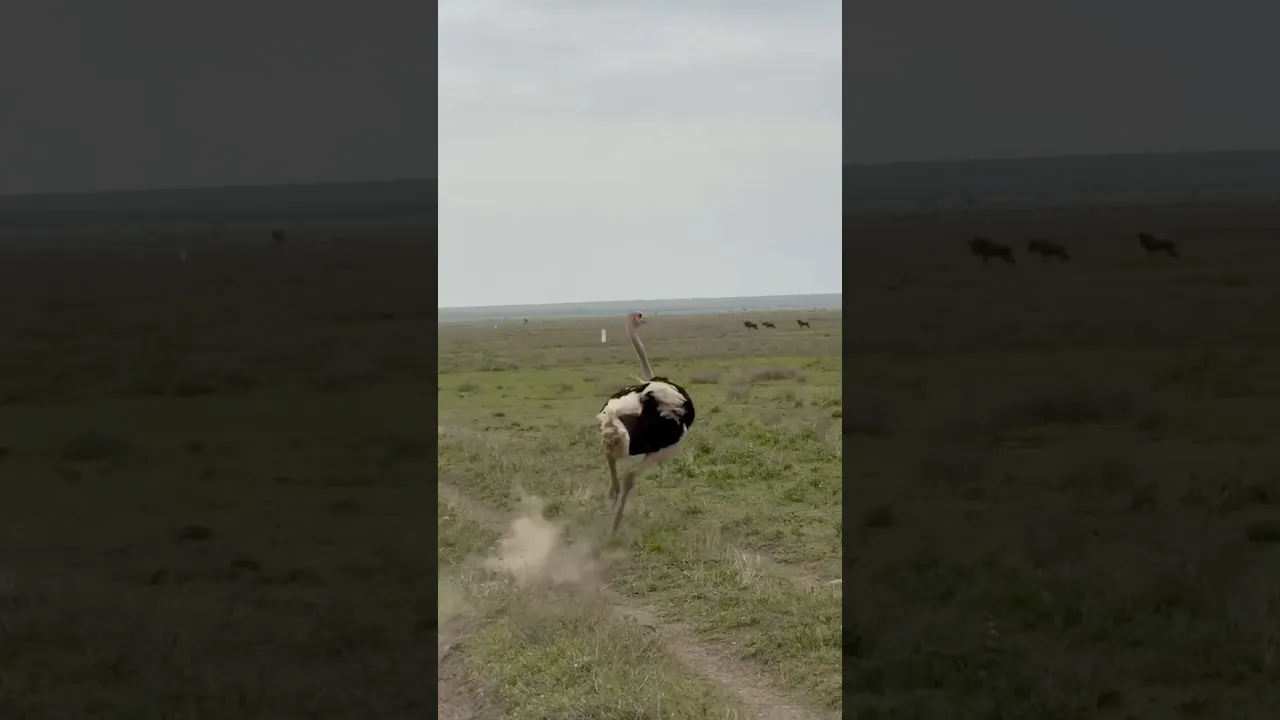 Ostrich in turbo mode 🪶 #viral #wildlife #animals #animaux #ostrich #autruche #nature #fyp 🤎🪶
