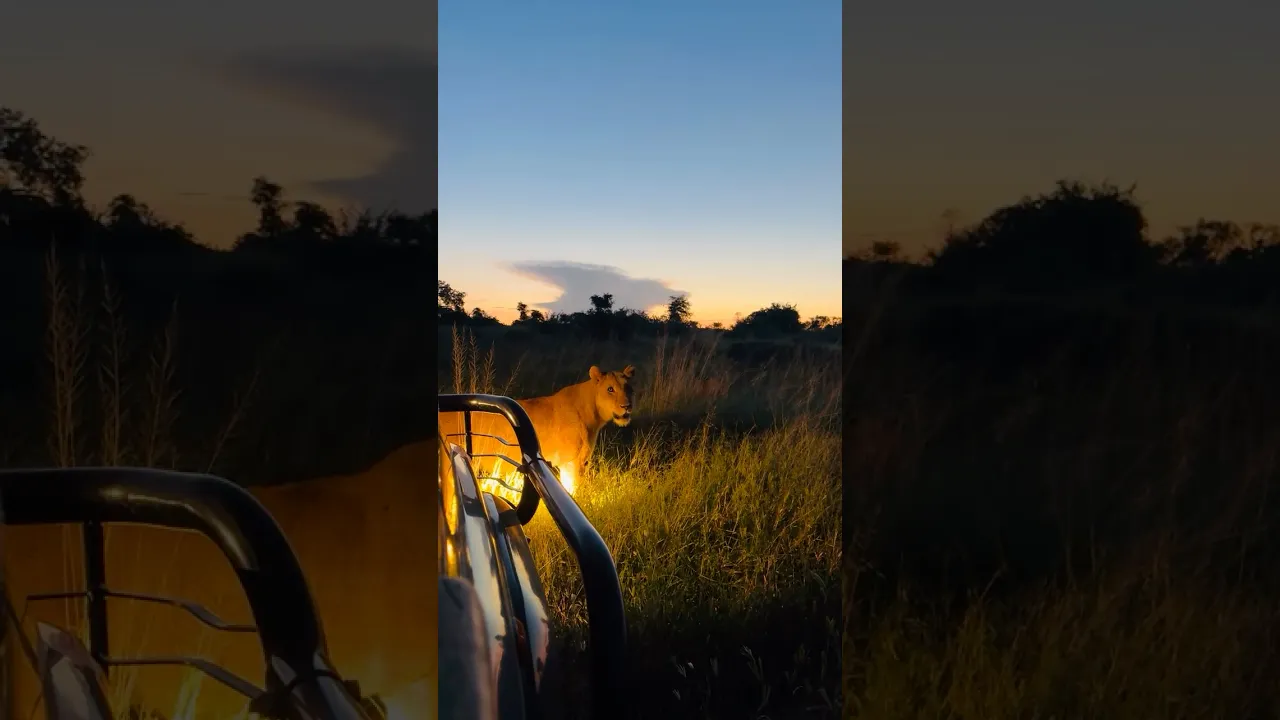 What a great evening. Sand River pride getting active. #wildlife #viral #animals #nature #animaux 🤎