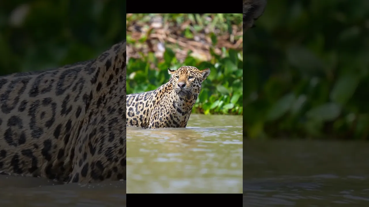 🐆 When the Jaguar Enters the Water 🌊 #viral #wildlife #jaguar #fyp #fypシ #animals #shorts 🐆🔥