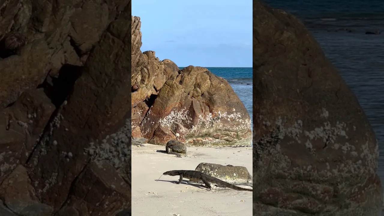 Giant Komodo Dragon Walking Along a Stunning Beach 🦎🏝️ #viral #komodo #wildlife #nature #fyp #fypシ