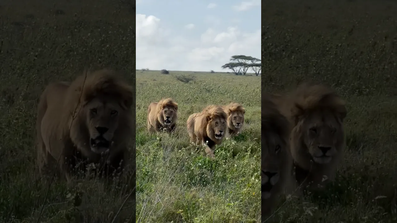 Lions 🦁🦁🦁 #viral #wildlife #animals #safari #animaux #nature #africa #animauxsauvages #fyp 🤎