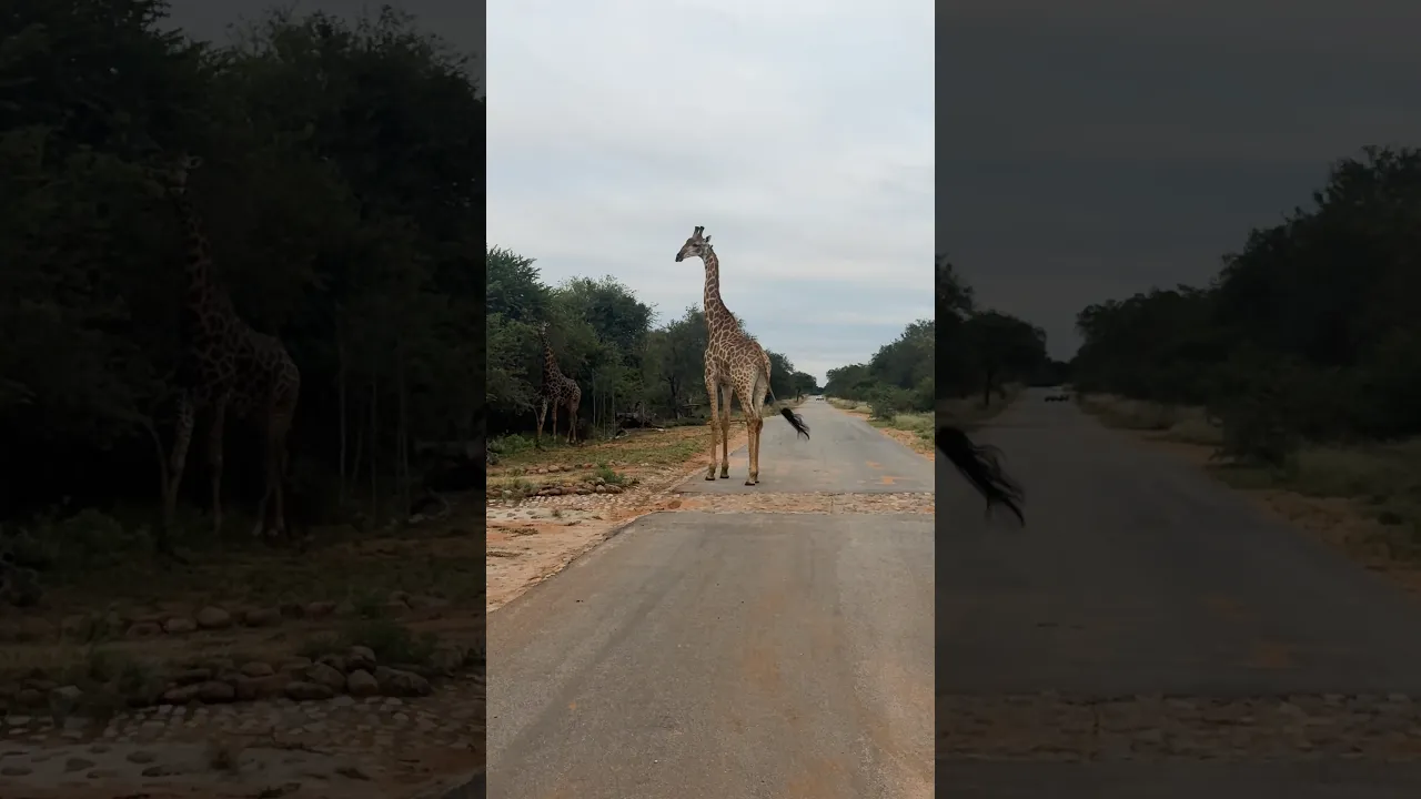 Standing Face to Face with a Giant 🦒🤩 #viral #wildlife #animals #fyp #giraffe #trending #lion 🦒❤️
