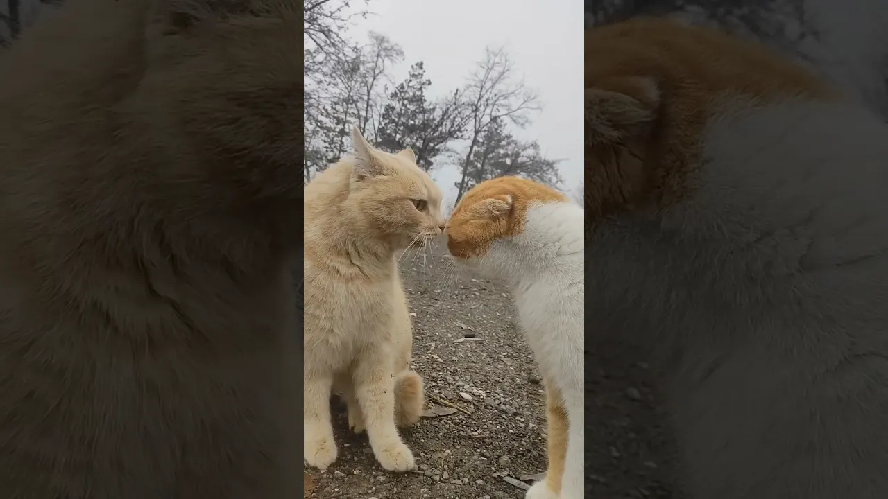 Cat vs Cat： The Ultimate Face Off! 🐱💥 #viral #cat #fighting #funny #shorts #reels #fyp 💛