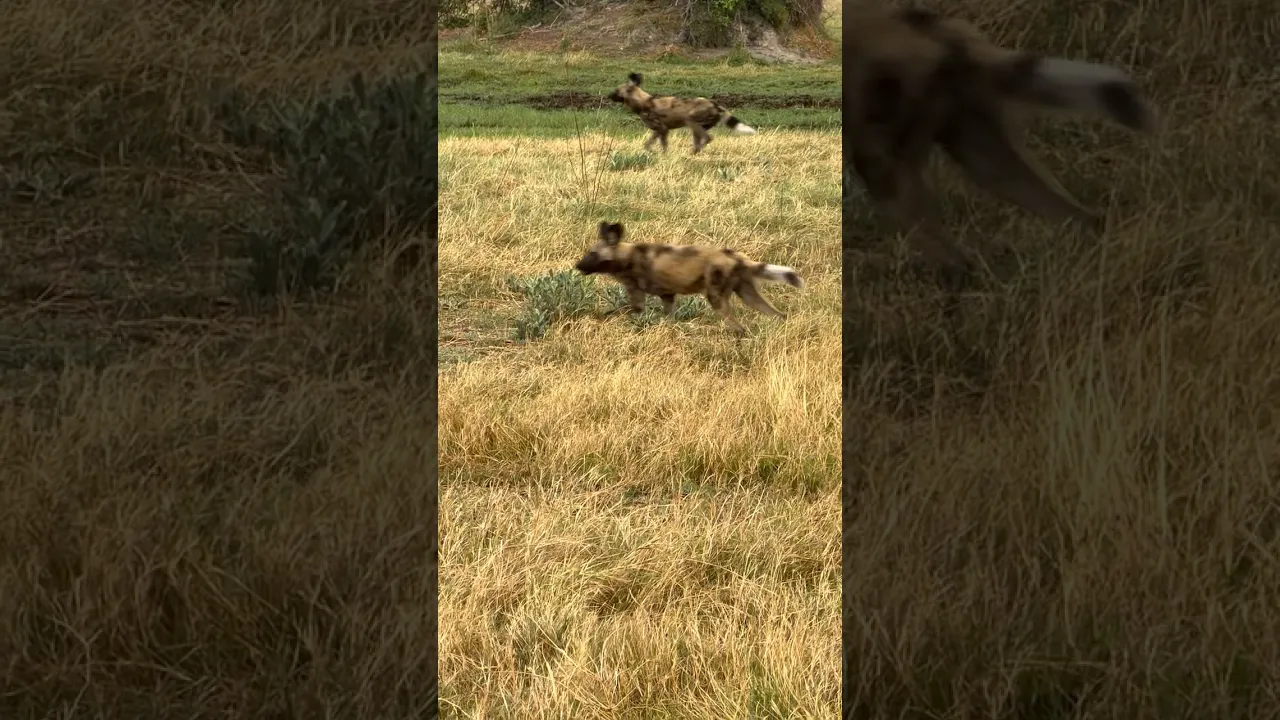 African Wild Dogs #viral #nature #animals #wildlife #animaux #fyp #jungle #animalfacts