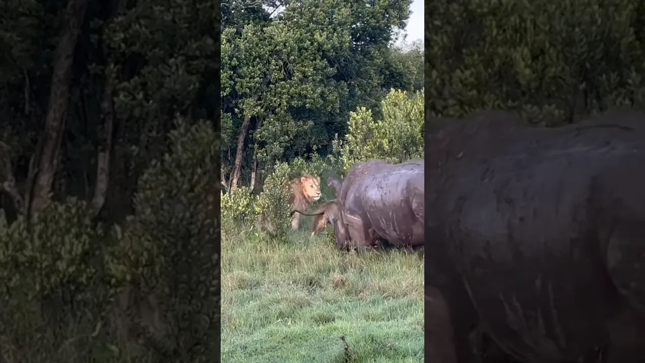Power changes in seconds on the African plains.. 🦏🔥 #animals #viral #wildlife #shorts #animaux
