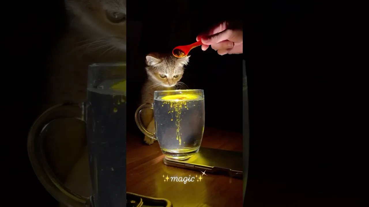 ✨ Magic 🐱 #explore #shorts #cat #babycat #cutecat #trending #animals #animaux #magic ❤️