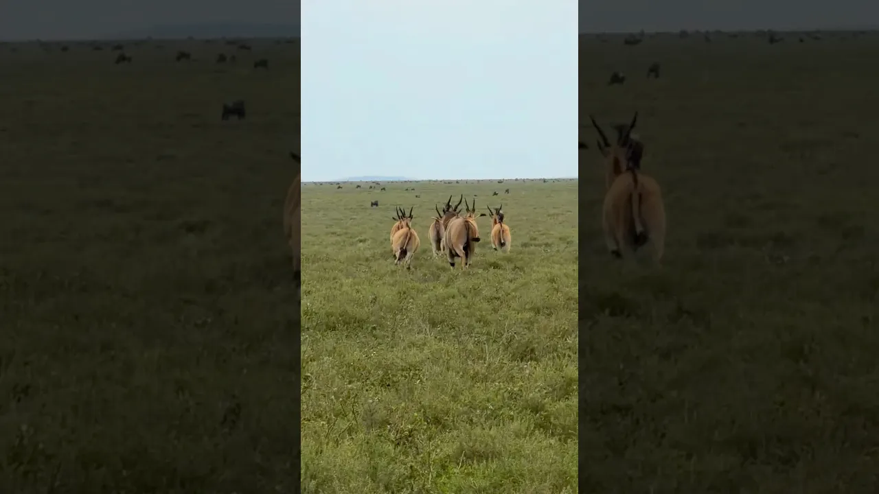 Elands Ndutu, Tanzania, #2026 #viral #animals #eland #tanzania #africa #fyp #shorts #reels 🤎