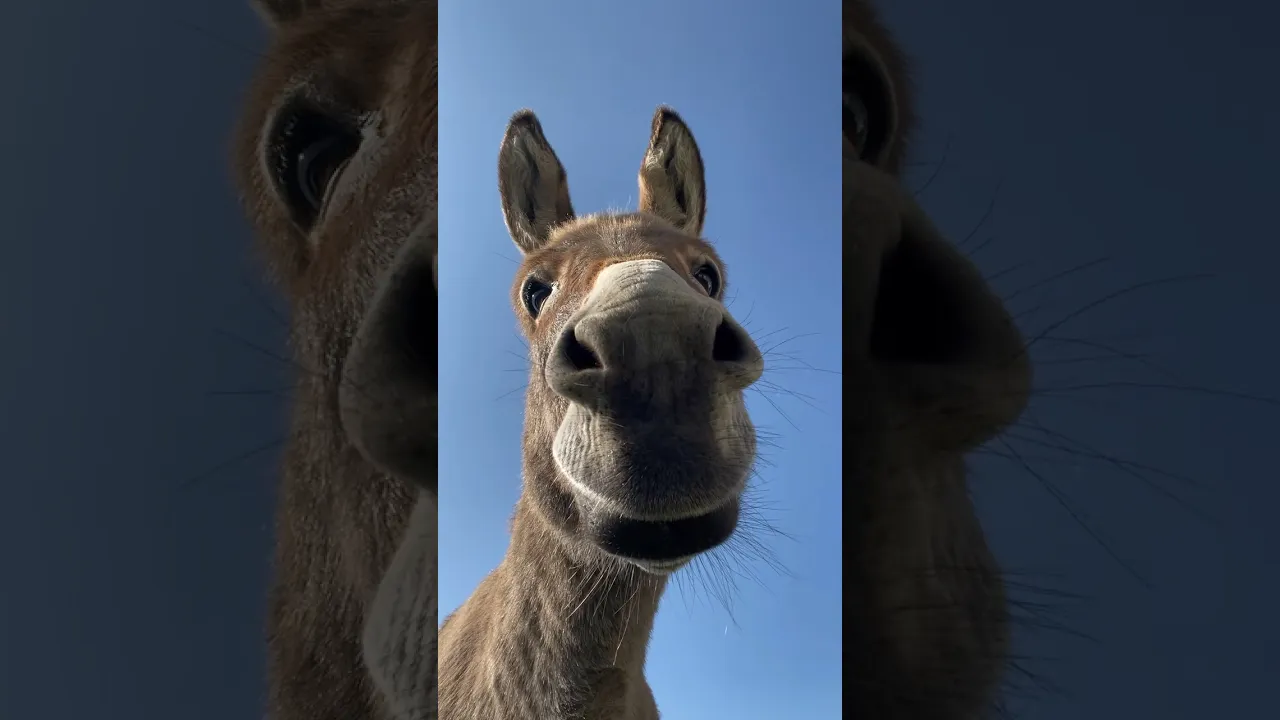 Funny Donkey Close Up 😂 #donkey #funny #viral #shorts #fyp #fps #fpy #animalfacts #animals 🫏🤎