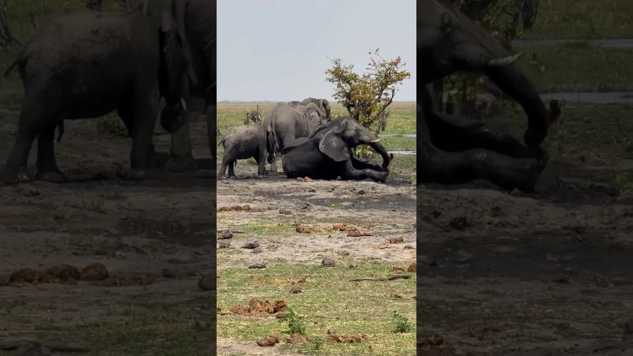 Elaphant 🐘✨ #viral #wildlife #animals #animaux #elephant #jungle #africa #safari #fyp #shorts 🩶